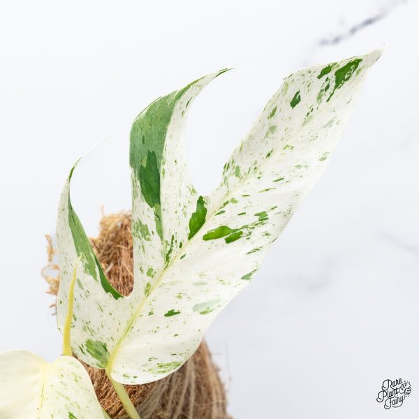 Epipremnum sp. Philippines Variegated (wk36-L)