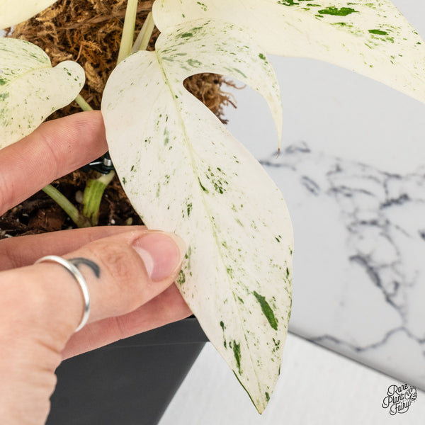 Epipremnum sp. Philippines Albo Variegated (wk50-M)