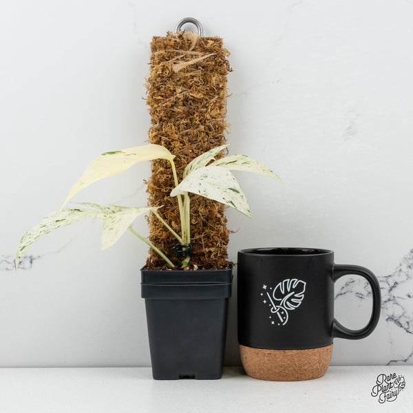 Epipremnum sp. Philippines Albo Variegated (wk50-M)