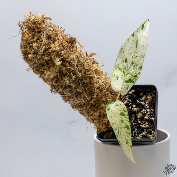 Epipremnum sp. Philippines Variegated (wk33-E)
