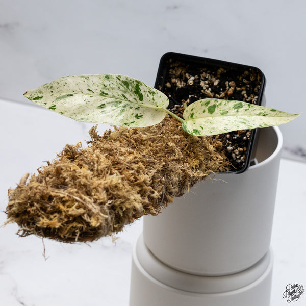 Epipremnum sp. Philippines Variegated (wk33-E)
