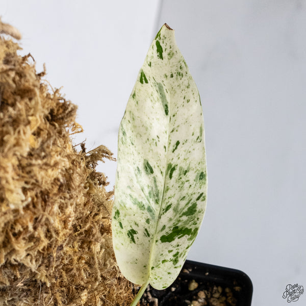 Epipremnum sp. Philippines Variegated (wk33-E)
