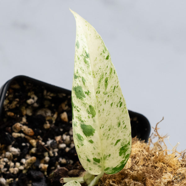 Epipremnum sp. Philippines Variegated (wk33-E)