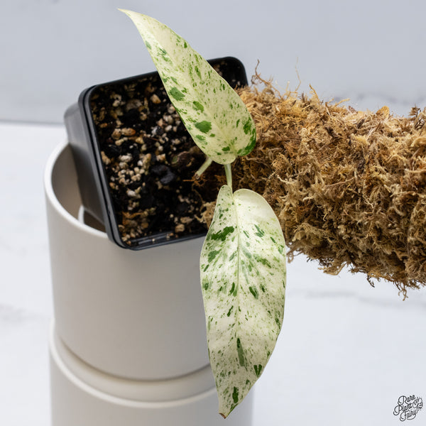 Epipremnum sp. Philippines Variegated (wk33-E)