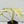 Epipremnum sp. Philippines Variegated (wk35-H)