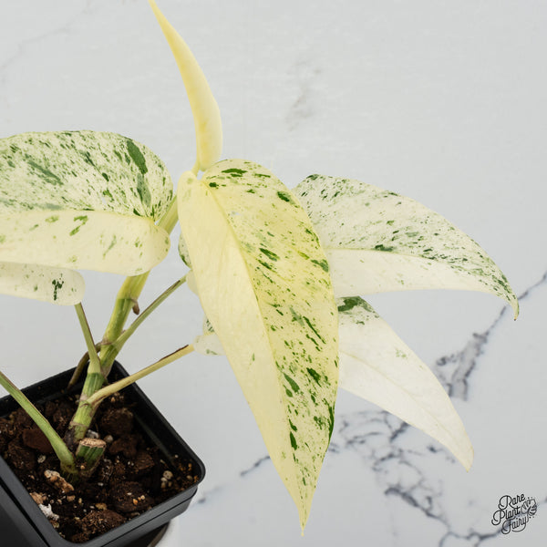Epipremnum sp. Philippines Variegated (wk35-H)