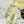 Epipremnum sp. Philippines Variegated (wk35-H)