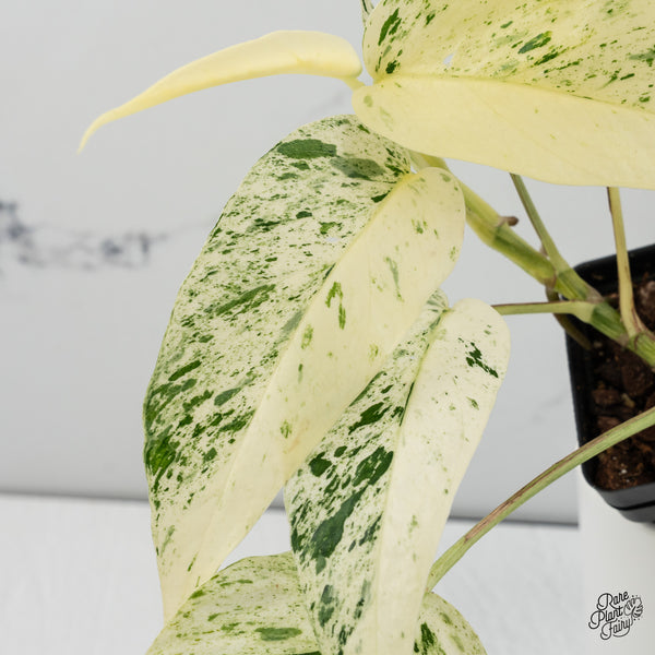 Epipremnum sp. Philippines Variegated (wk35-H)
