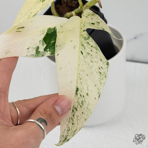 Epipremnum sp. Philippines Variegated (wk35-H)