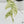 Epipremnum sp. Philippines Variegated (wk35-H)
