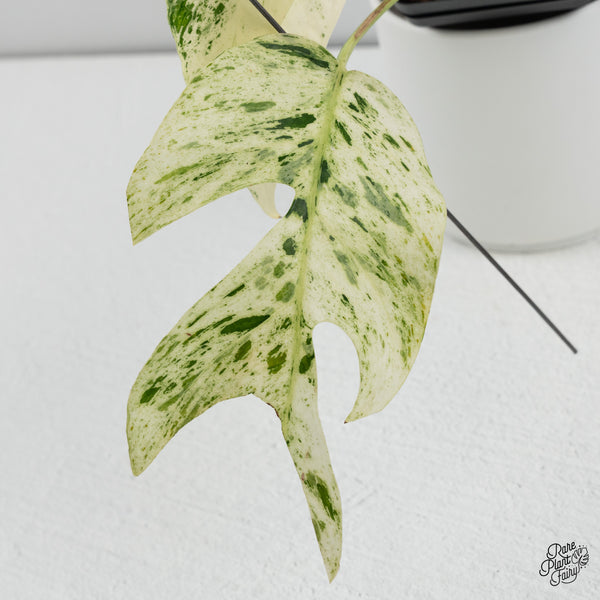 Epipremnum sp. Philippines Variegated (wk35-H)