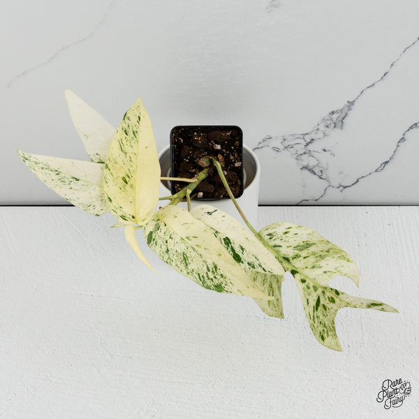 Epipremnum sp. Philippines Variegated (wk35-H)