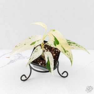 Epipremnum sp. Philippines albo variegated (wk27-I)