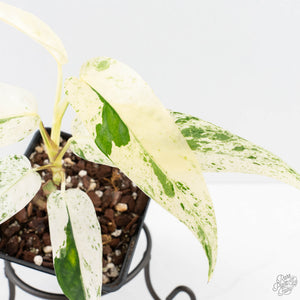Epipremnum sp. Philippines albo variegated (wk27-I)