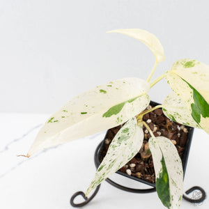 Epipremnum sp. Philippines albo variegated (wk27-I)