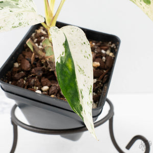 Epipremnum sp. Philippines albo variegated (wk27-I)