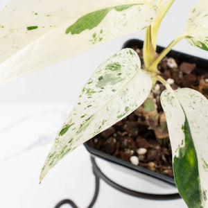 Epipremnum sp. Philippines albo variegated (wk27-I)