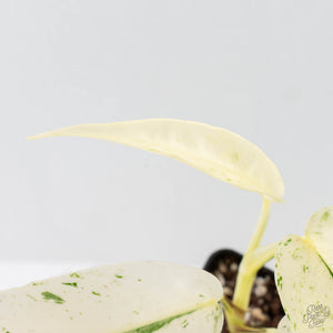 Epipremnum sp. Philippines albo variegated (wk27-I)