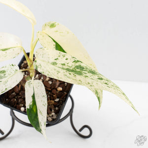 Epipremnum sp. Philippines albo variegated (wk27-I)