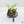 Epipremnum Giganteum Marble Variegated *Grower's Choice*