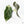 Anthurium DocBlock F2 x Carlablackiae by DocBlock® (wk21-UP) *Blister Variegated*