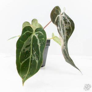 Anthurium DocBlock F2 x Carlablackiae by DocBlock® (wk21-UP) *Blister Variegated*