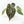 Anthurium DocBlock F2 x Carlablackiae by DocBlock® (wk21-UP) *Blister Variegated*