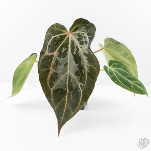 Anthurium DocBlock F2 x Carlablackiae by DocBlock® (wk21-UP) *Blister Variegated*