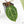 Anthurium DocBlock F2 x Carlablackiae by DocBlock® (wk21-UP) *Blister Variegated*