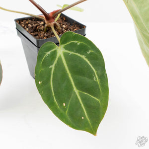 Anthurium DocBlock F2 x Carlablackiae by DocBlock® (wk21-UP) *Blister Variegated*