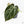 Anthurium DocBlock F2 x Carlablackiae by DocBlock® (wk21-UP) *Blister Variegated*