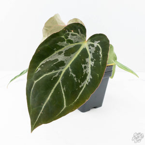 Anthurium DocBlock F2 x Carlablackiae by DocBlock® (wk21-UP) *Blister Variegated*