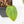 Anthurium DocBlock F2 x Carlablackiae by DocBlock® (wk21-UP) *Blister Variegated*