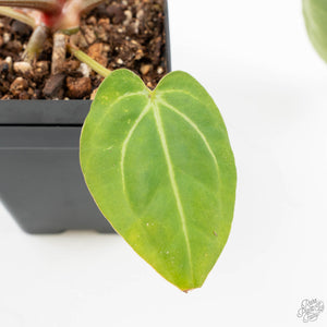 Anthurium DocBlock F2 x Carlablackiae by DocBlock® (wk21-UP) *Blister Variegated*