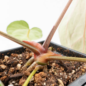 Anthurium DocBlock F2 x Carlablackiae by DocBlock® (wk21-UP) *Blister Variegated*