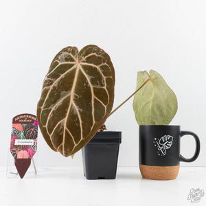 Anthurium DocBlock F2 x Carlablackiae by DocBlock® (wk29-G) *Blister Variegated*