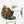 Anthurium DocBlock F2 x Carlablackiae by DocBlock® (wk29-G) *Blister Variegated*