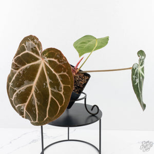 Anthurium DocBlock F2 x Carlablackiae by DocBlock® (wk29-G) *Blister Variegated*