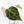 Anthurium DocBlock F2 x Carlablackiae by DocBlock® (wk29-G) *Blister Variegated*