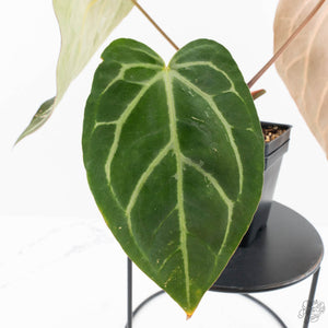 Anthurium DocBlock F2 x Carlablackiae by DocBlock® (wk29-G) *Blister Variegated*