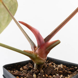 Anthurium DocBlock F2 x Carlablackiae by DocBlock® (wk29-G) *Blister Variegated*