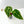 9046 Anthurium Brown Derby ‘39’ x Brown Derby ‘39’