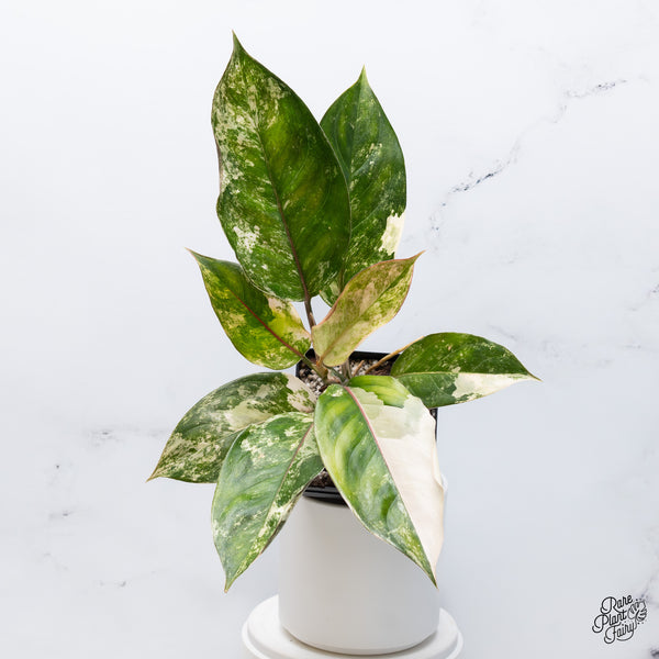 Aglaonema 'Siam Jade' Variegated (wk36-A)