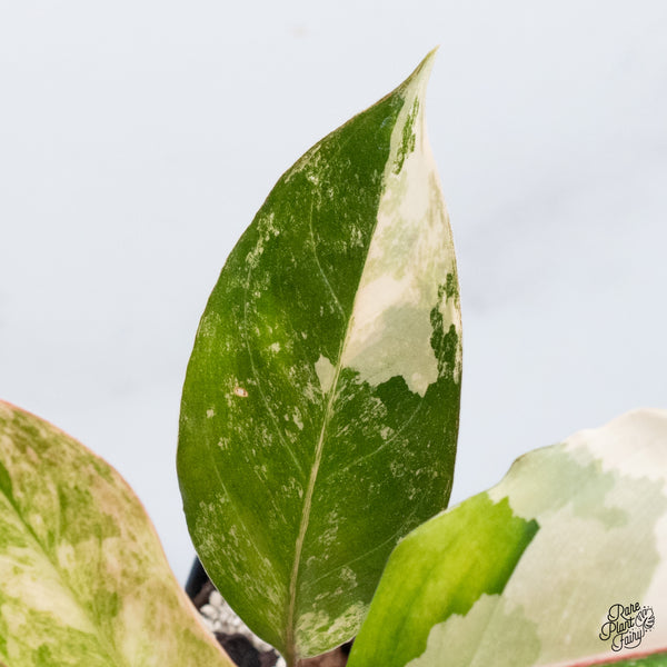 Aglaonema 'Siam Jade' Variegated (wk36-A)