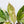 Aglaonema 'Siam Jade' Variegated (wk36-A)
