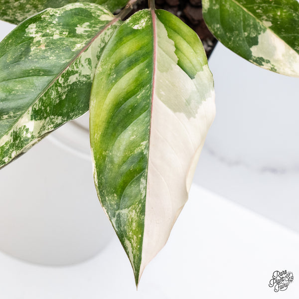 Aglaonema 'Siam Jade' Variegated (wk36-A)