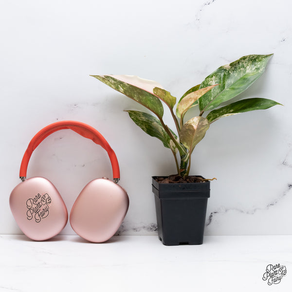 Aglaonema 'Siam Jade' Variegated (wk36-A)