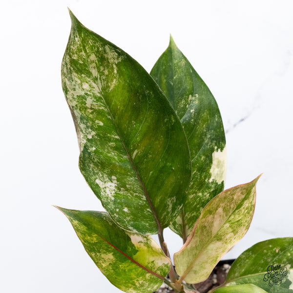 Aglaonema 'Siam Jade' Variegated (wk36-A)