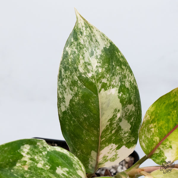 Aglaonema 'Siam Jade' Variegated (wk36-A)