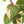Fallopia Multiflora Pink Variegated (wk38-L276)